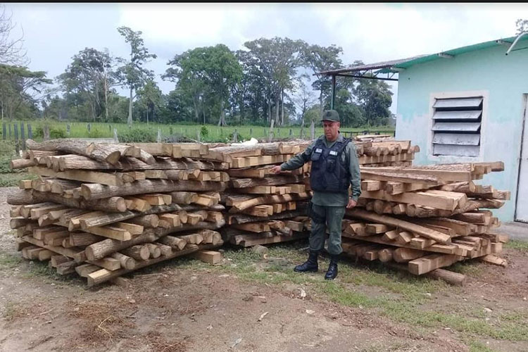 GNB retiene 360 estantillos de madera Roble en Guachizón