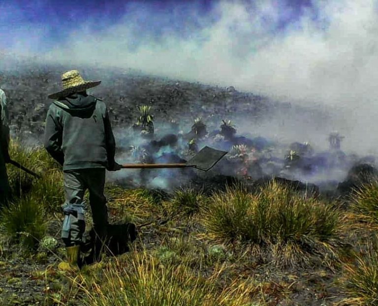 Se pierden hectáreas de frailejones: Incendio en la Teta de Niquitao en Trujillo