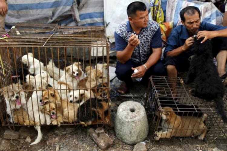 Minoría china ya no podrá comer perros ni gatos