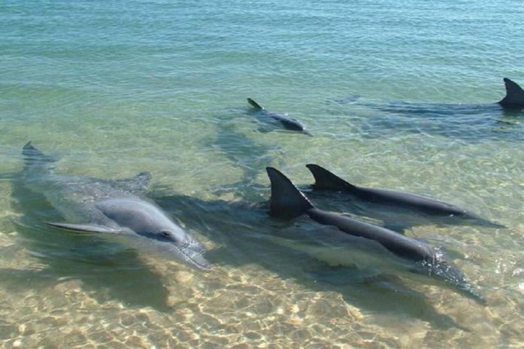 Paseando en cuarentena: Delfines se orillan en la bahía de Pampatar, isla de Margarita
