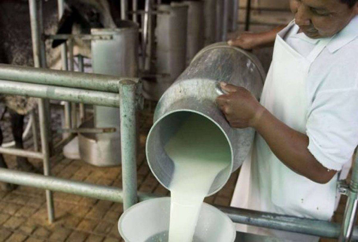 Productores de Mauroa advierten que está en riesgo la producción de leche