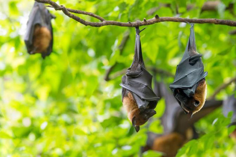 Descubren cuatro nuevas especies de murciélagos