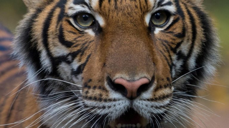 Un tigre da positivo para coronavirus en zoológico de Nueva York