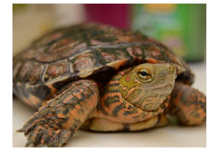 Italia: Una mujer fue multada por sacar a pasear a su tortuga