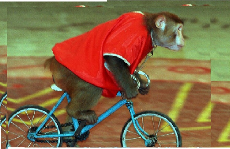 Mono en bicicleta intentó secuestrar una niña (+Video)