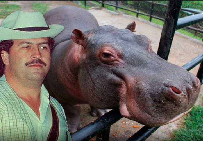 Hipopótamos de Pablo Escobar deben ser sacrificados, dice un experto