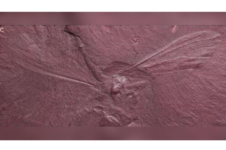 Hallan fósil de mantis religiosa que vivió entre dinosaurios hace 100 millones de años