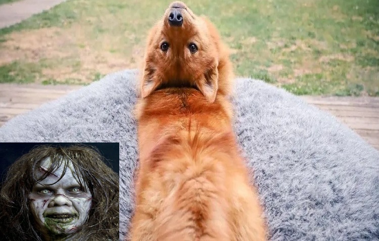 Perro se hace viral al mover la cabeza como «El Exorcista»