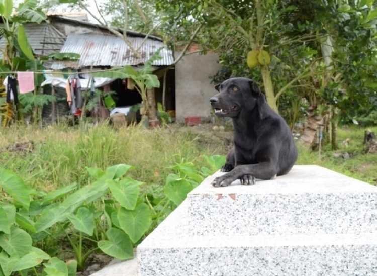 Una perrita lleva cuatro años cuidando la tumba de su dueño, un niño que murió ahogado