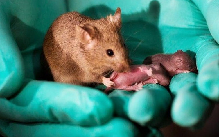 Científicos logran que ratones paralíticos vuelvan a caminar