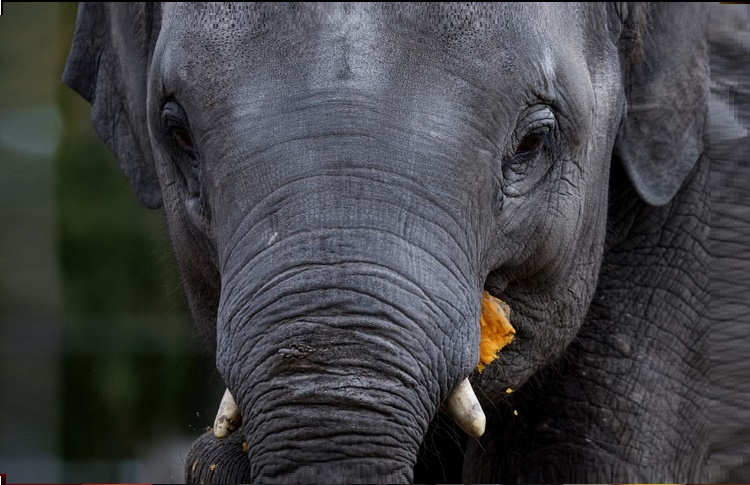Elefante salvaje mató a un turista que acampó en un parque natural