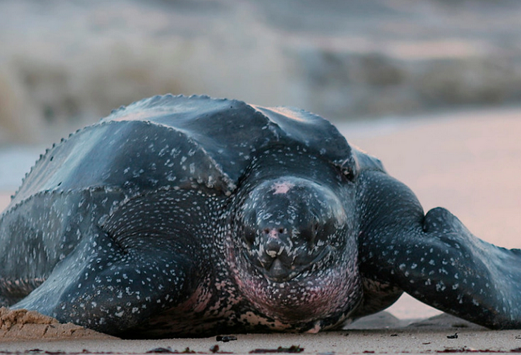 Nacieron en Ecuador 38 tortugas marinas gigantes