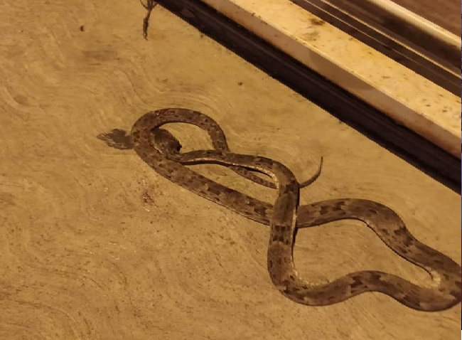 Joven de trece años fue mordida por una serpiente Mapanare en La Vela