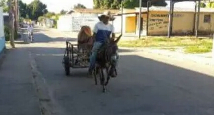 En carrucha tirada por burros transportan reses en Barinas