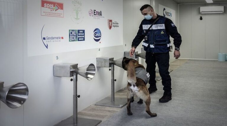 En Francia utilizan perros para detectar el coronavirus a través de la transpiración humana