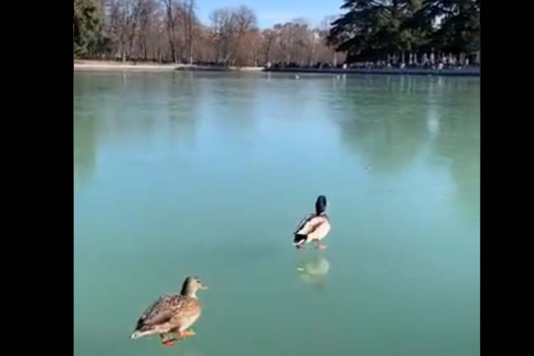 Helada en Madrid: Asombroso video de patos caminando sobre estanque congelado