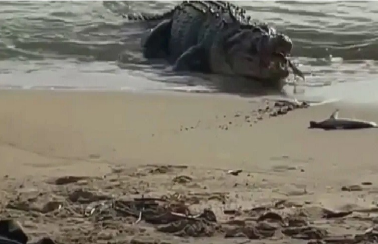 Cocodrilo devoró dos tiburones en una playa de Australia