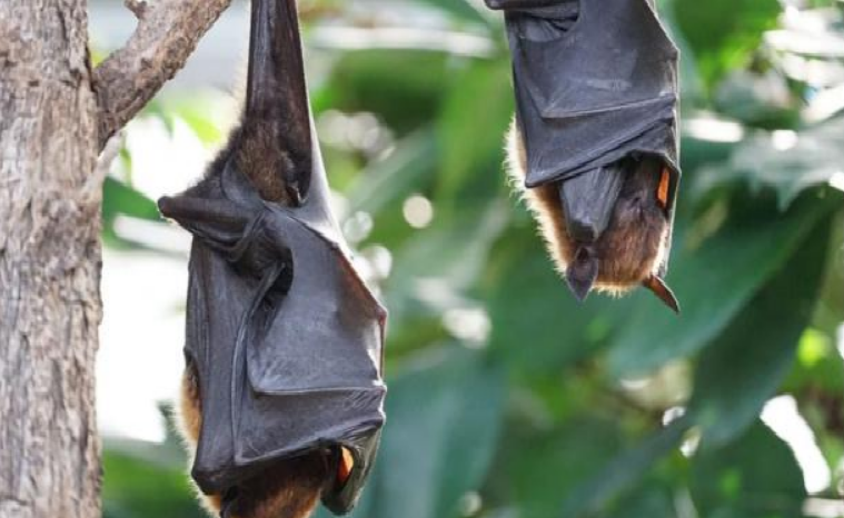 Murciélagos con un nuevo coronavirus son hallados en Tailandia
