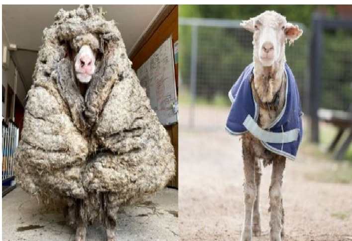 Retiran 35 kilos de lana a una oveja en Australia