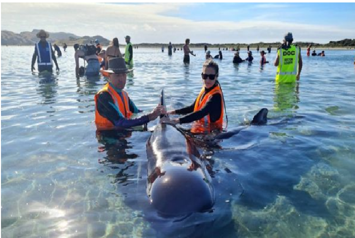 Nueva Zelanda rescata a decenas de ballenas varadas por segunda vez