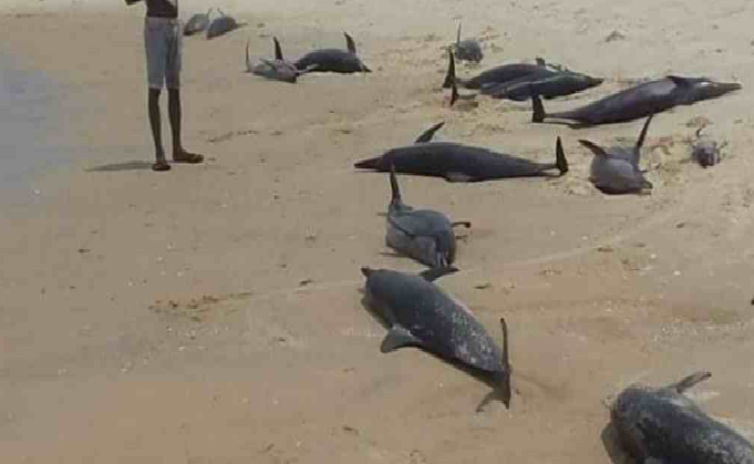 Más de 100 delfines mueren en un parque nacional de Mozambique