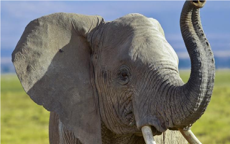 Elefante mató a un cuidador en un zoológico tras golpearlo con su trompa