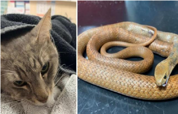Gato murió protegiendo a dos niños de una serpiente venenosa