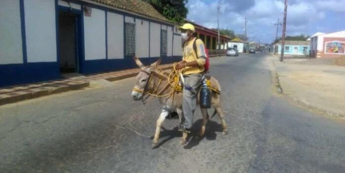 ¡Arre burrito!, así se trasladan en Cumarebo por la falta de gasolina