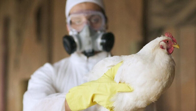 Rusia confirma primeros contagios en humanos por cepa H5N8 de gripe aviar