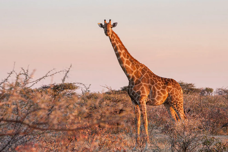 Indignante: Mujer mató a una jirafa y posó con su corazón como trofeo