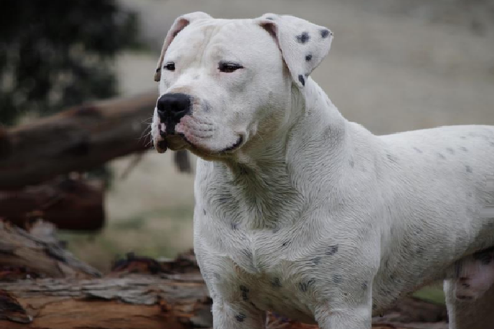 Bebé murió al ser atacada por un perro en la casa de sus abuelos