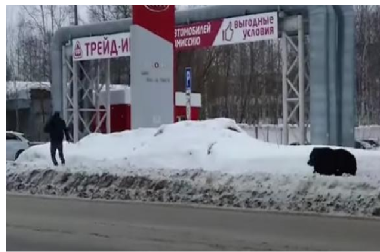 Oso persiguió a un hombre por las calles de Rusia (+video)