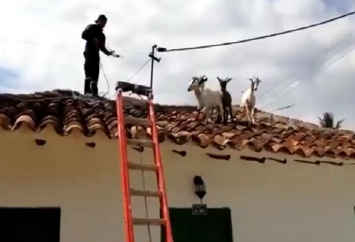 Cuatro cabras terminaron en el techo de una casa (+Video)