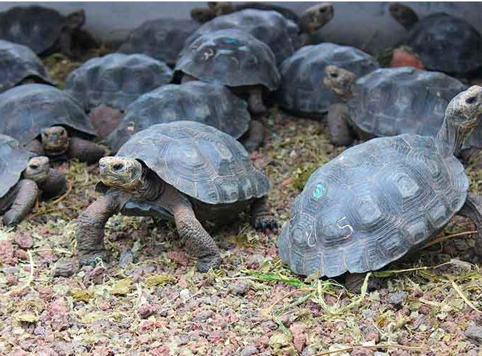 Liberan a 191 tortugas gigantes en una isla del archipiélago de Galápagos