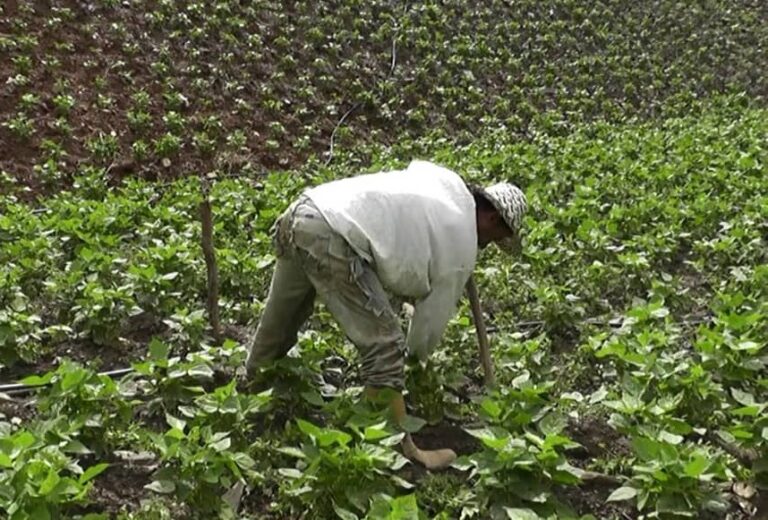 Ezequiel Pérez Roa: El campesino está resistiendo para no irse del campo