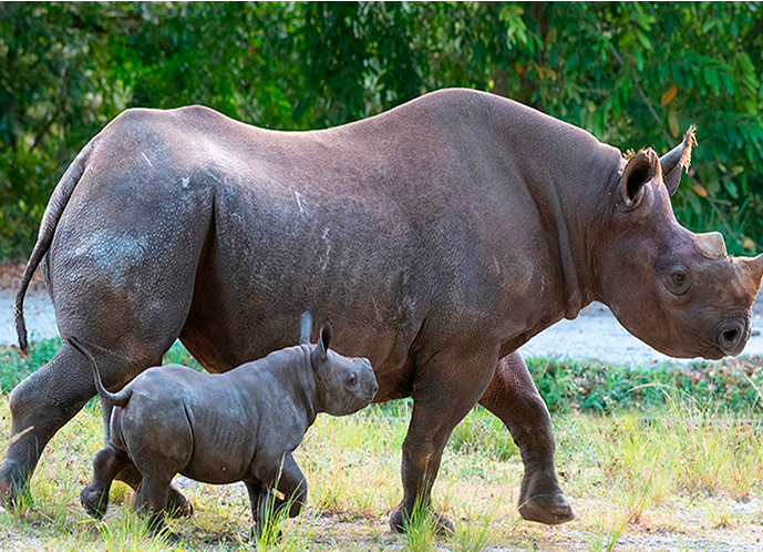 Estados Unidos: Nace en el zoológico de Miami un rinoceronte negro