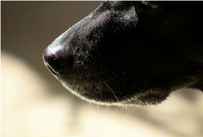 Hombre le disparó siete veces al perro de un vecino