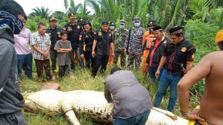 Un cocodrilo se traga a un niño, los vecinos lo matan y recuperan el cuerpo