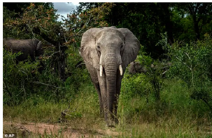 Cazador furtivo muere aplastado por elefantes cuando iba tras rinocerontes en un parque de Sudáfrica