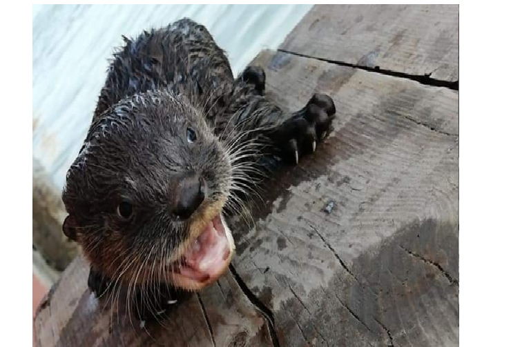 Nutrias de acuario dan positivo al covid-19 en Estados Unidos