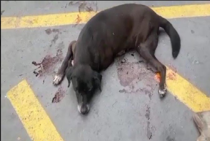 Fiscal General busca a hombre que envenenó a varios animales en Trujillo