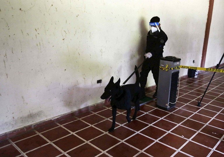 El Salvador entrena perros para detectar covid-19