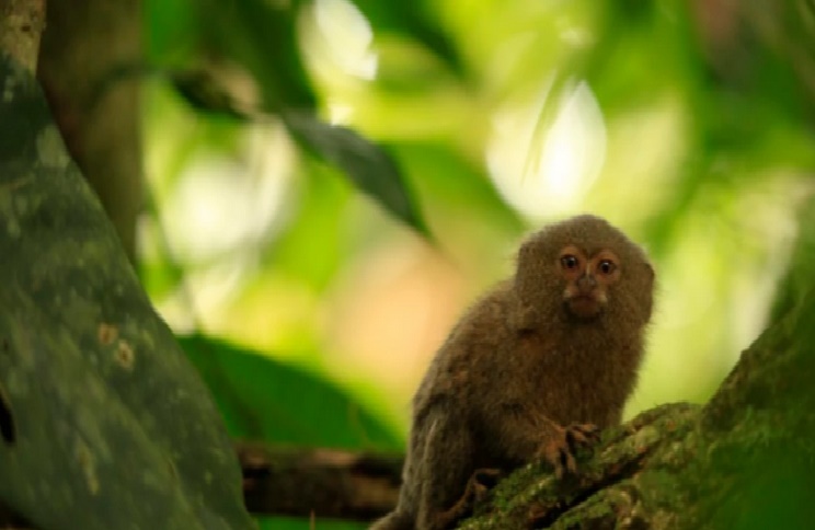 Descubren una nueva especie del primate más pequeño del mundo