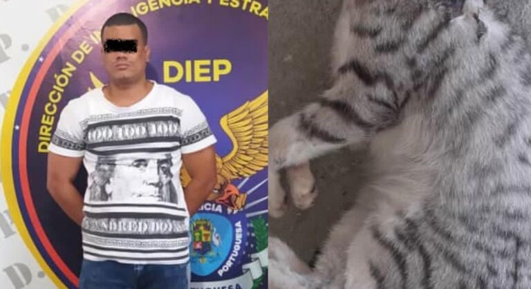 Por matar un gato imputarán al administrador de un CDI en Portuguesa