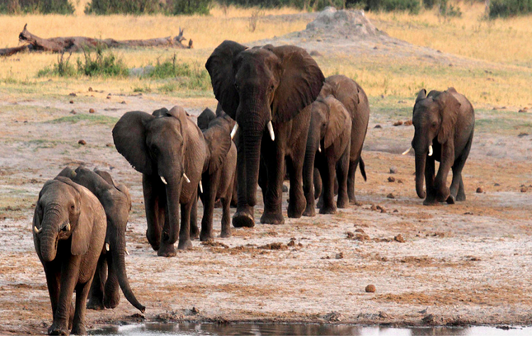 Zimbabue planea vender permisos para cazar 500 elefantes en un intento de financiar sus parques