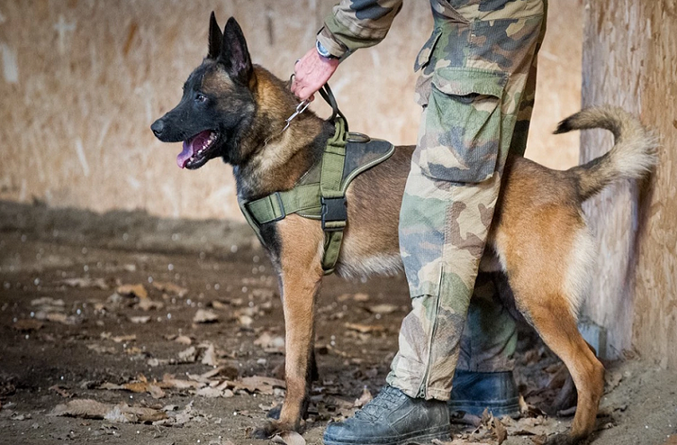 Perro de las fuerzas especiales francesas es condecorado con medalla internacional