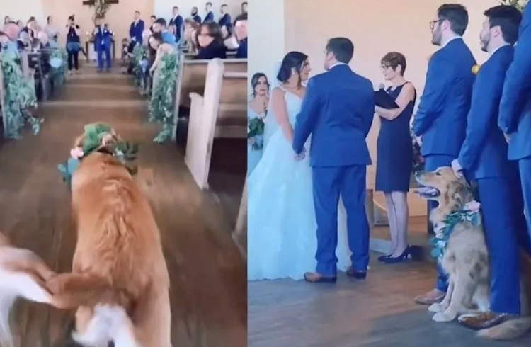 Perro protagoniza insólita escena durante una boda (+video)