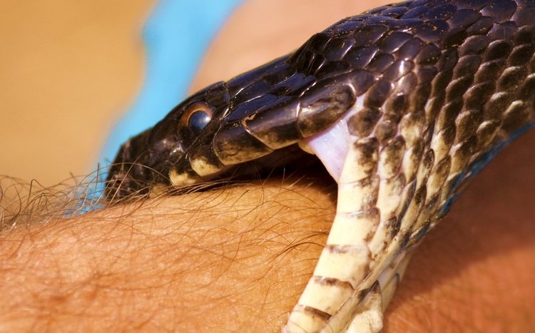 Incrementan las picaduras de serpiente en Trujillo