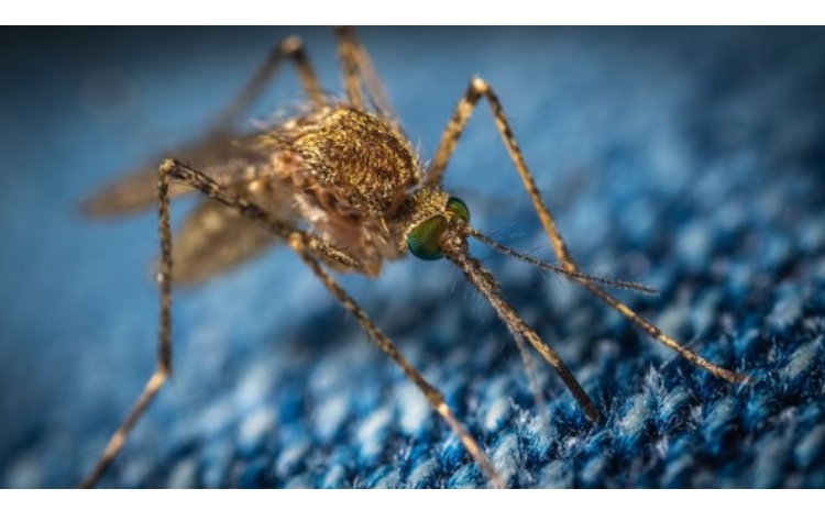 Mosquitos modificados genéticamente serán liberados en Estados Unidos en medio de polémica