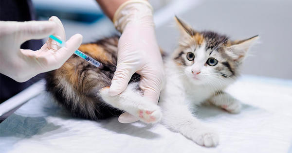 Rusia comienza a inmunizar animales con una de sus vacunas contra el covid-19